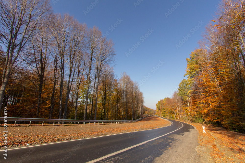 Fototapeta premium the road passing through the forest