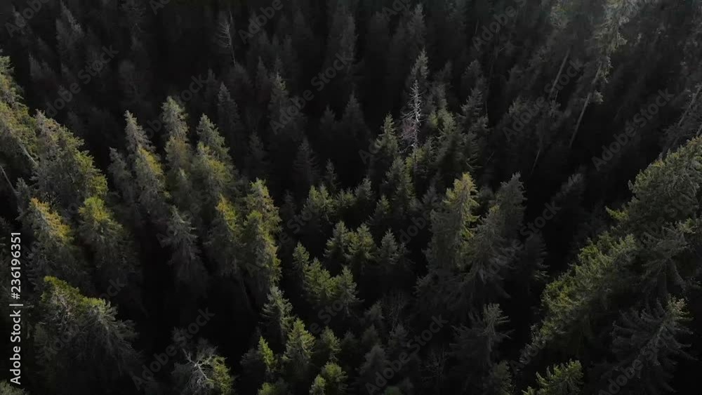 Aerial shot overlooking the mountains. Forest many firs Aerial shot overlooking the mountains. Forest many firs