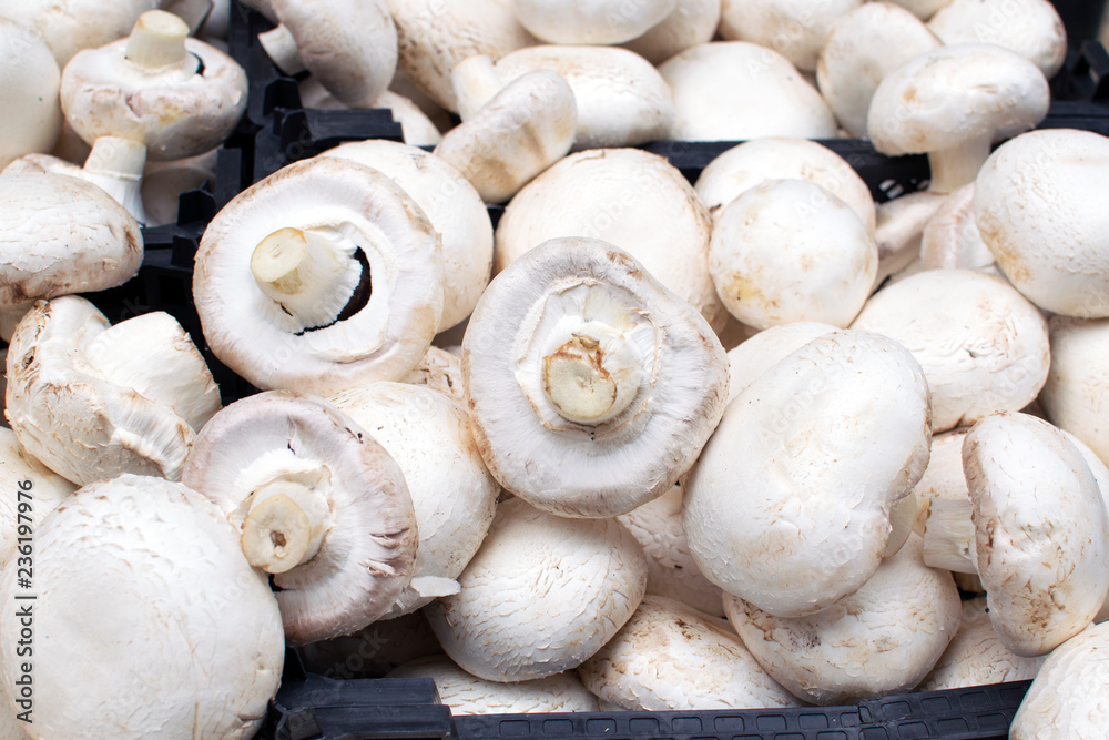 white champignons close-up, the benefits and harm of mushrooms, sale o white champignons close-up, the benefits and harm of mushrooms, sale o