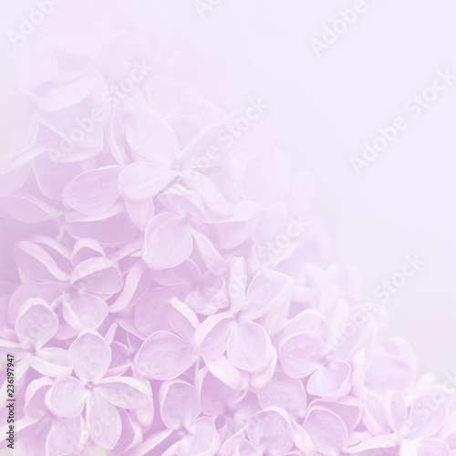 Pink background of lilac flowers.