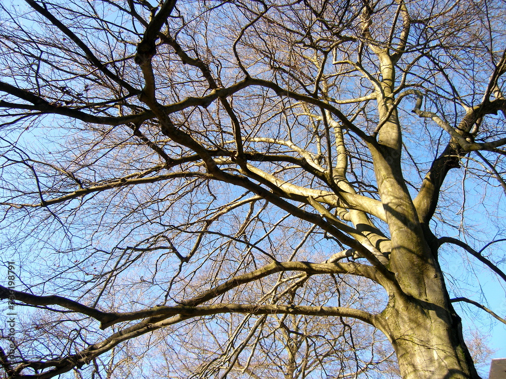 winter trunk winter trunk