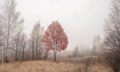 Autumn tree with red foliage in fog