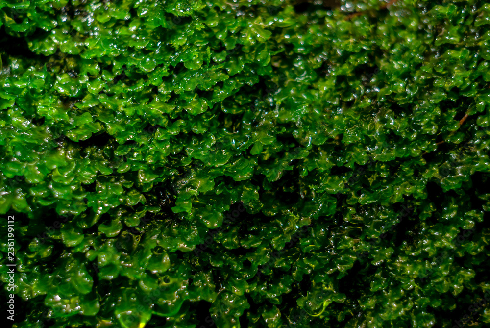 background - juicy green wet moss under a waterfall