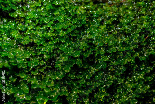 background - juicy green wet moss under a waterfall