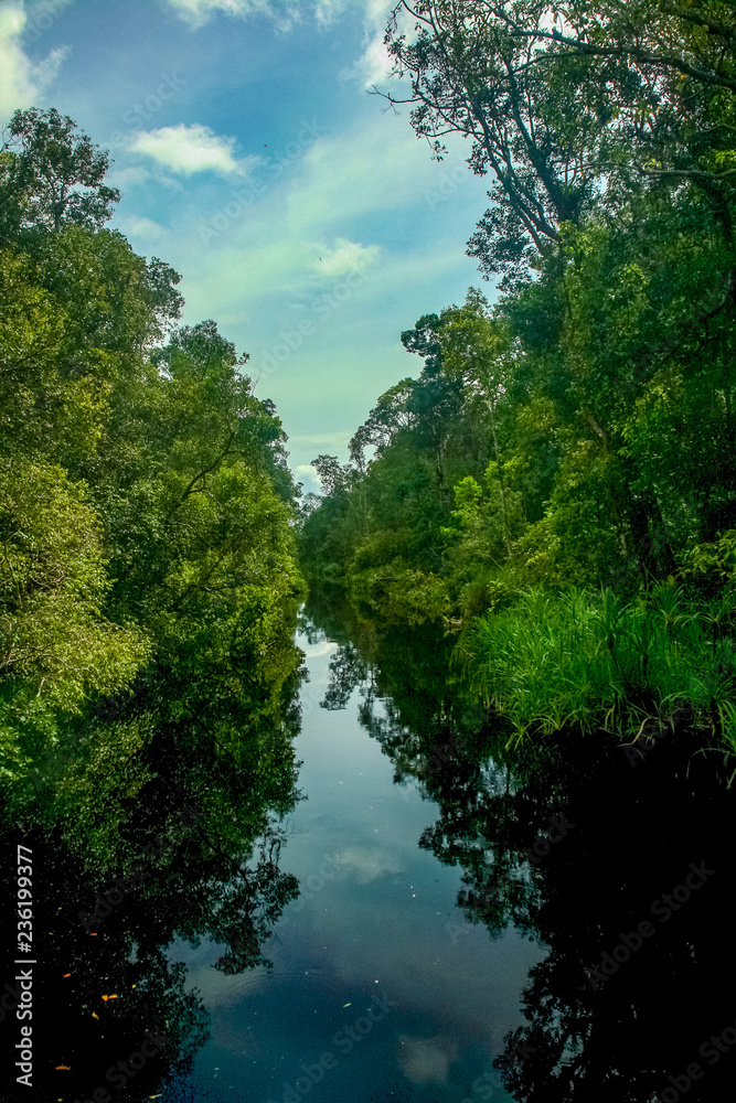 Reflections of the sky and dense, lush tropical jungle in the Sekonyer River in Tanjung Puting National Park, in Central Kalimantan, Indonesian Borneo