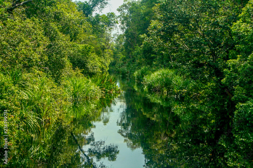 Reflections of the sky and dense, lush tropical jungle in the Sekonyer River in Tanjung Puting National Park, in Central Kalimantan, Indonesian Borneo Reflections of the sky and dense, lush tropical jungle in the Sekonyer River in Tanjung Puting National Park, in Central Kalimantan, Indonesian Borneo