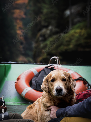 Golden Retriver on a boat (ID: 236199719)