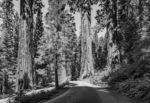 the famous big sequoia trees are standing in Sequoia National Park, Giant village area , big famous Sequoia trees, mammut trees