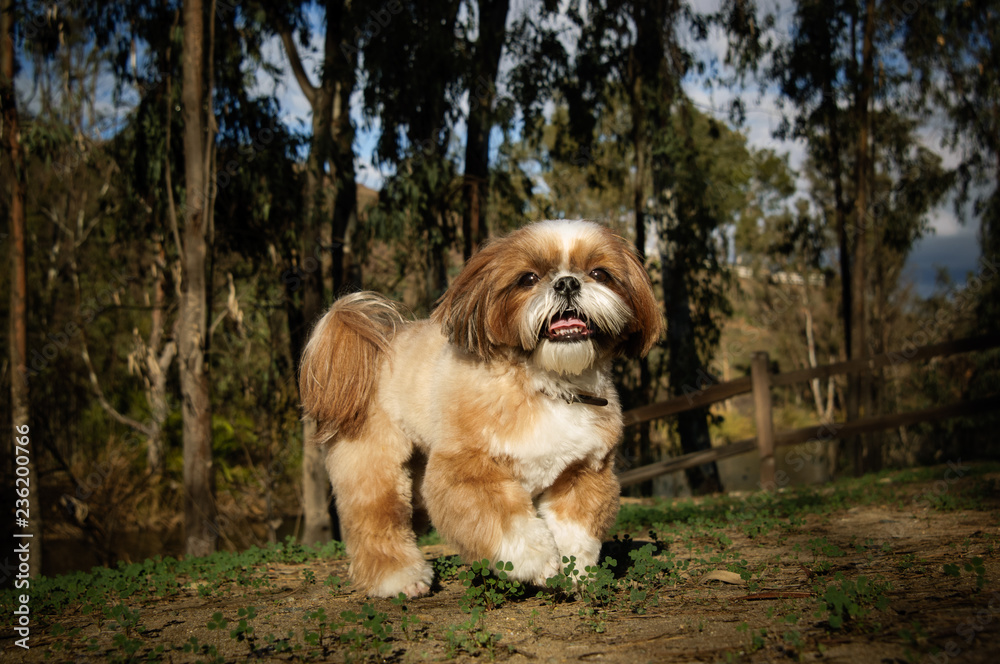 Fototapeta premium Shih Tzu dog walking through forest