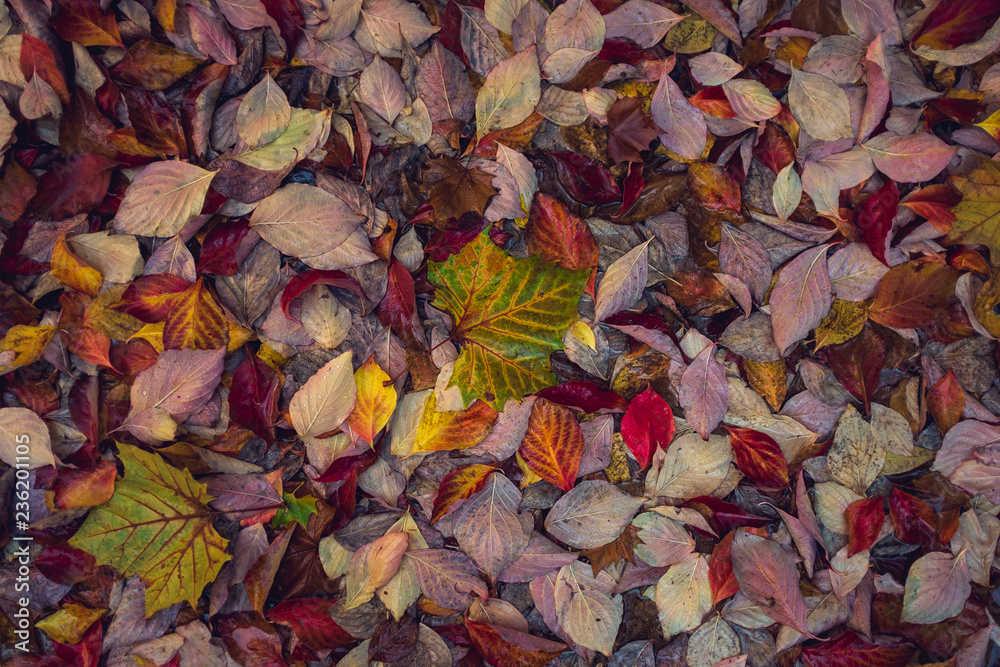 Two striped leaves in a pile of colorful fall leaves