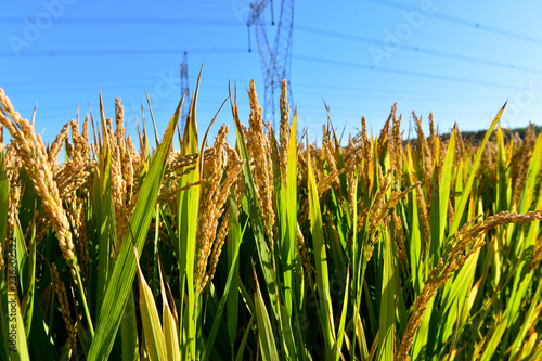 Mature rice in the field photo