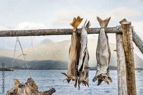 Codfish hanged on wooden sticks to be dry. photo