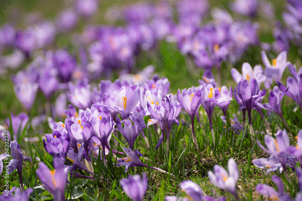 Spring crocus flowers