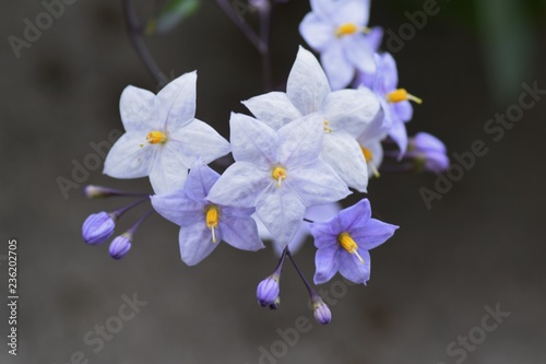 Potato vine (Solanum jasminoides) flowers