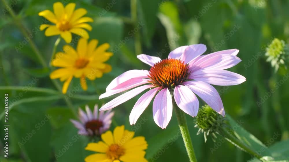 Echinacea flower and daisies gowing in a garden. Summer in Ontario, Canada. Echinacea flower and daisies gowing in a garden. Summer in Ontario, Canada.