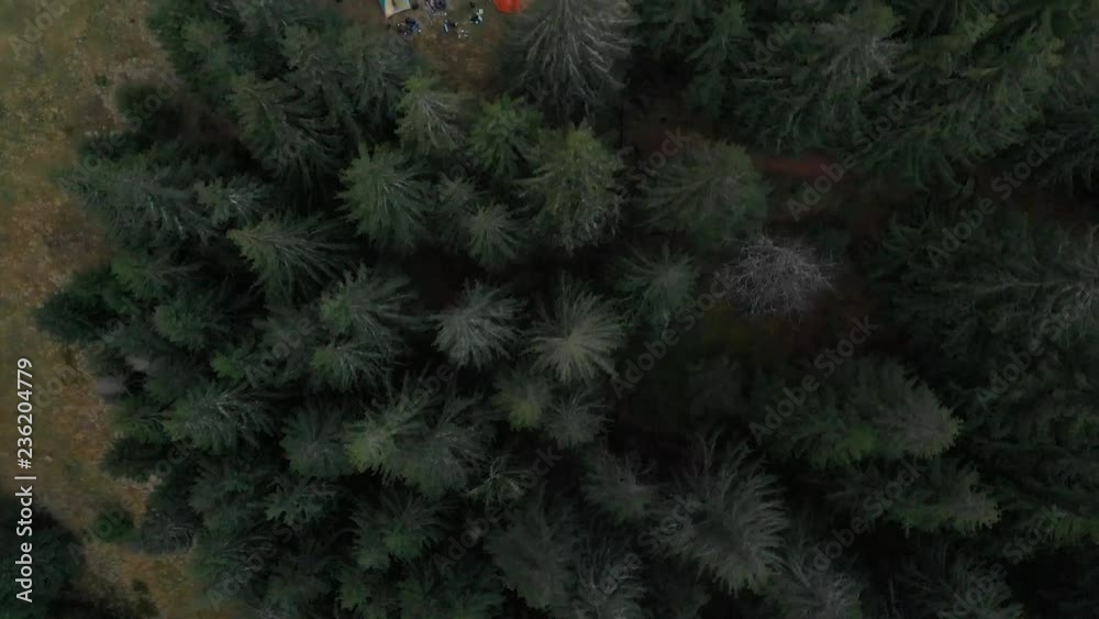 Aerial shot overlooking the mountains. Forest many firs Aerial shot overlooking the mountains. Forest many firs