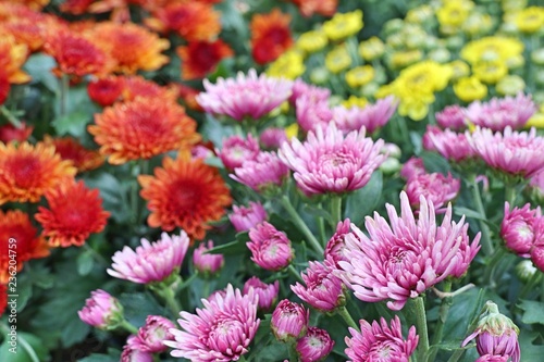 Chrysanthemum flower in tropical