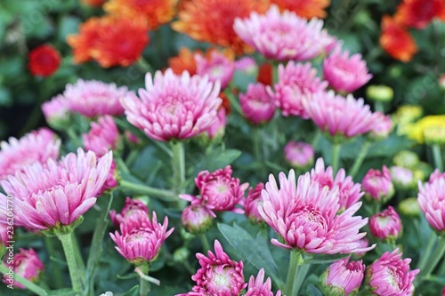 Chrysanthemum flower in tropical