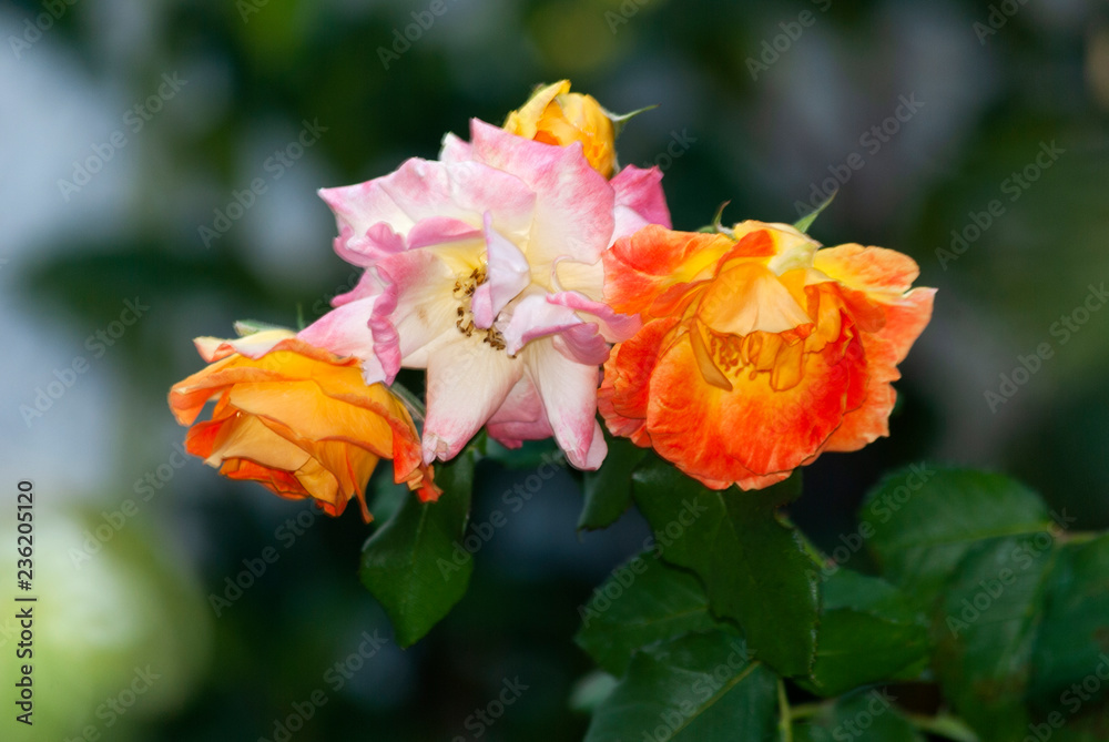 Wild and oganic rose flower, pink, love, tropical, fresh, romantic. Rosaceae