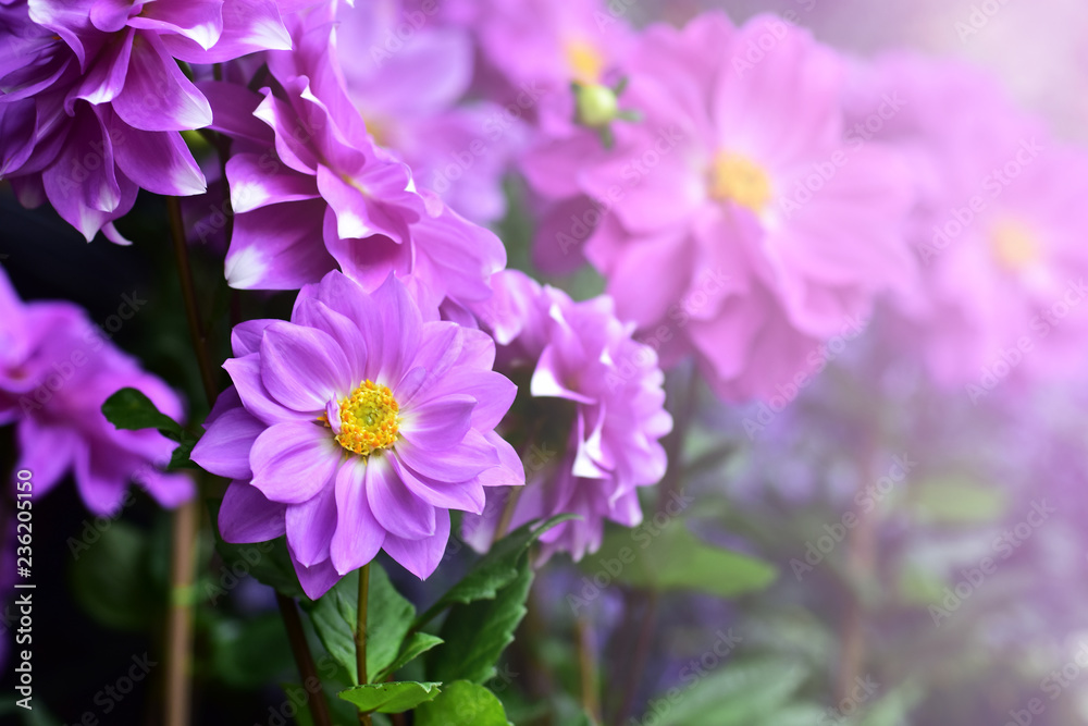 Flower garden of dahlia of autumn Flower garden of dahlia of autumn