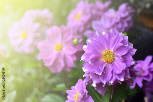 Light Purple Dahlia Flowers Blooming in the garden © tara