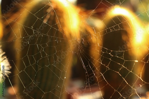 spider webs on cactus