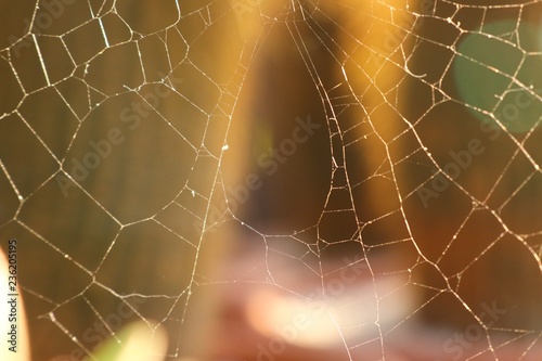 spider webs on cactus