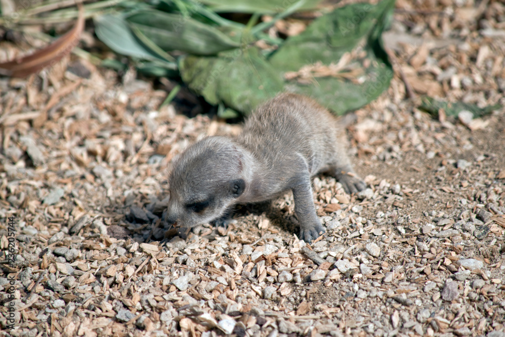 Naklejka premium meerkat baby