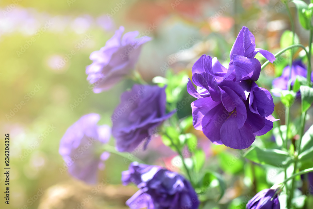 Purple lisianthus flowers in spring background with sunlight soft tone