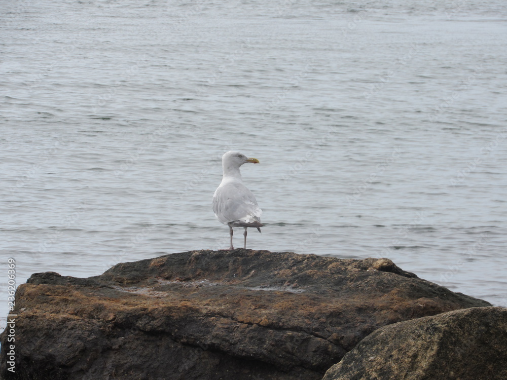 Seagulls by the shore with the ocean in the background Seagulls by the shore with the ocean in the background