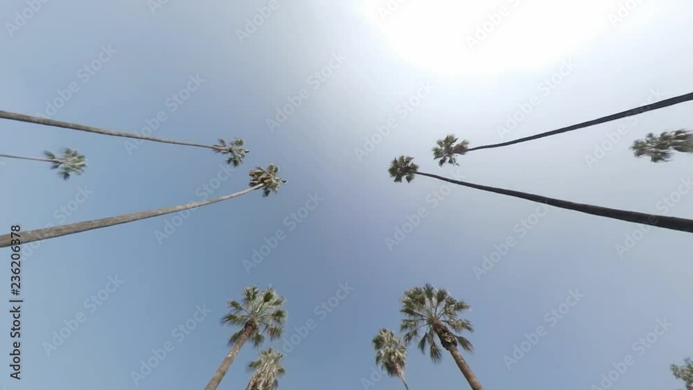 Driving Palm Trees. Car shot, angle looking up at the palm trees moving against the sky. Driving Palm Trees. Car shot, angle looking up at the palm trees moving against the sky.