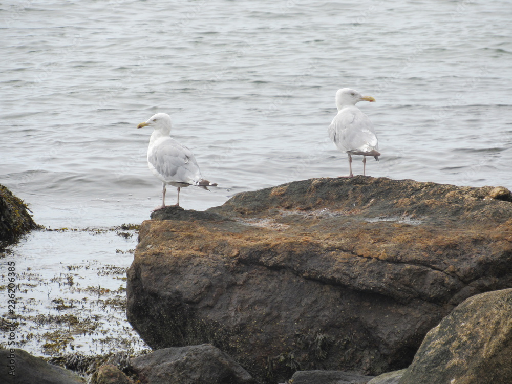 Seagulls by the shore with the ocean in the background Seagulls by the shore with the ocean in the background