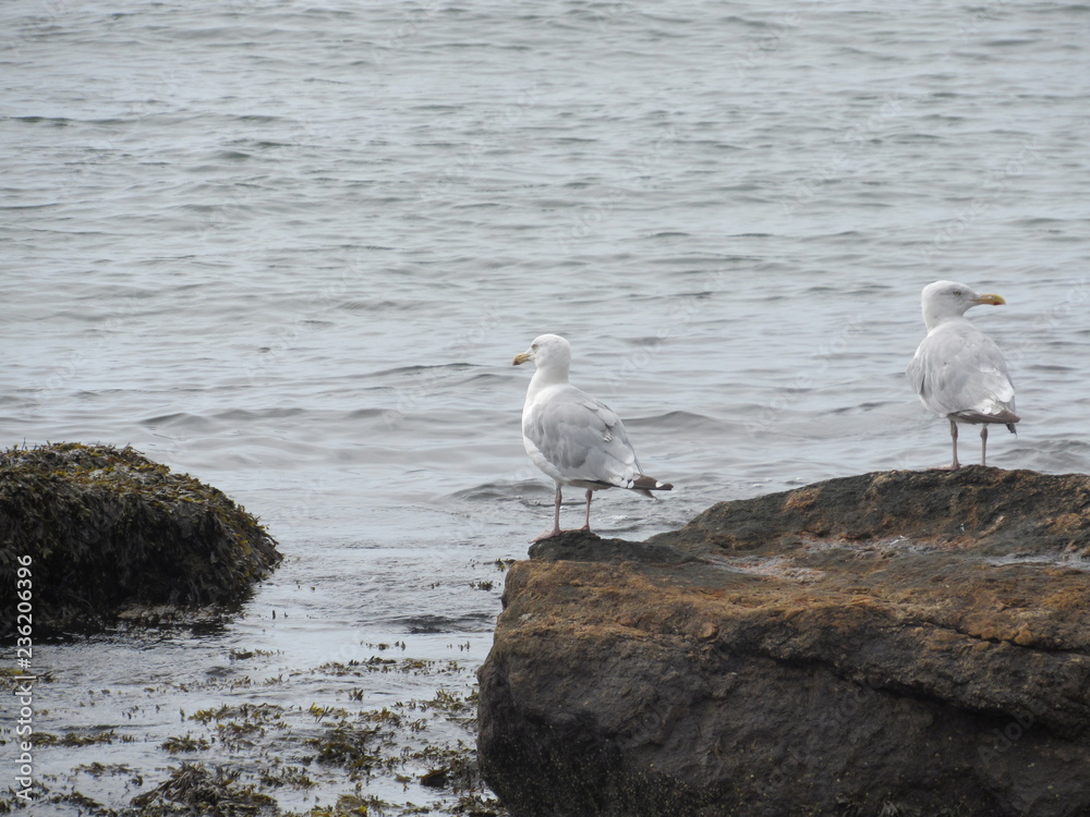 Seagulls by the shore with the ocean in the background Seagulls by the shore with the ocean in the background