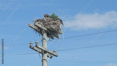 Hydro electric pole with nest of juvenile peregrine falcons on top. One bird eats. Portage Road near Kirkfield, Ontario, Canada. photo