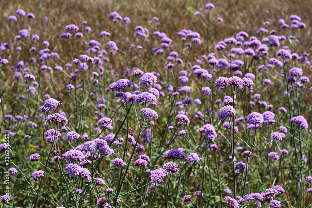 Flores no campo