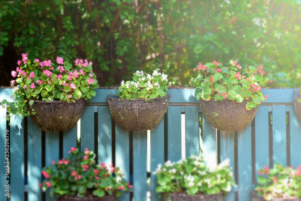 Fototapeta premium Beautiful flowers pot hanging in morning at sunrise on wooden fence