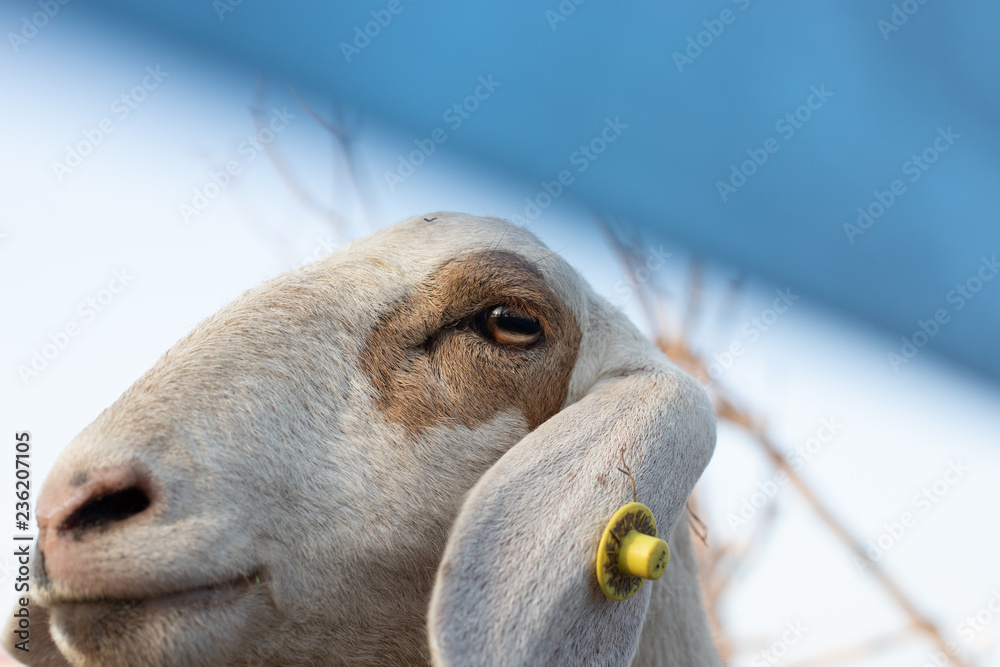 Fototapeta premium Sheep's head./Close up of a sad Sheep´s head!