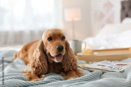 Cute Cocker Spaniel dog with warm blanket on bed at home. Cozy winter