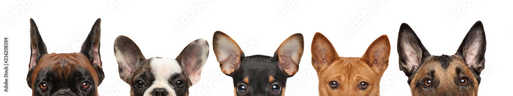 Large group of dog puppies half-face Large group of dog puppies half-face