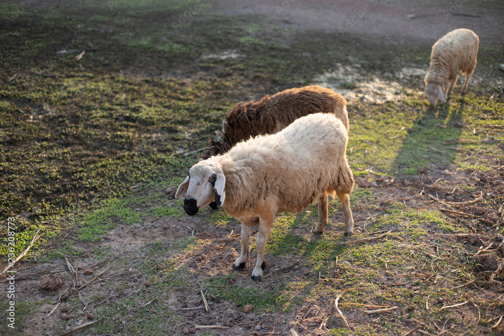Obraz premium Sheep eating grass in farm.