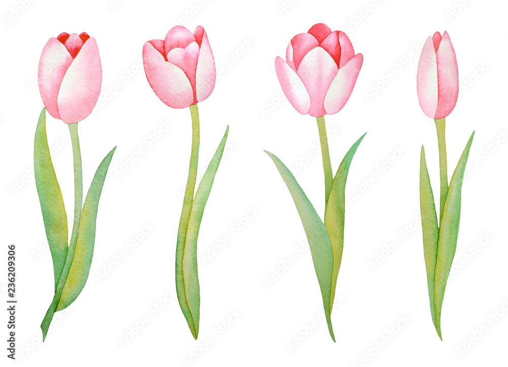 Illustration of watercolor hand drawn set of pink tulips isolated on white background. Spring flowers. Invitations, save the date cards, fabric, wallpaper, scrapbook, greeting card design. 