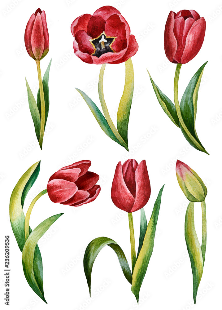 Obraz premium Illustration of watercolor hand drawn set of colorful red tulips isolated on white background. Spring flowers. Card for Mothers day, 8 March, wedding. 