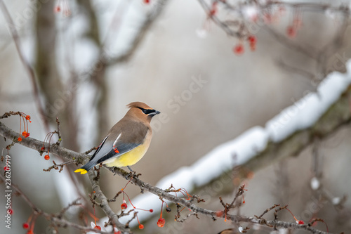 Cedar waxwing in a berry tree