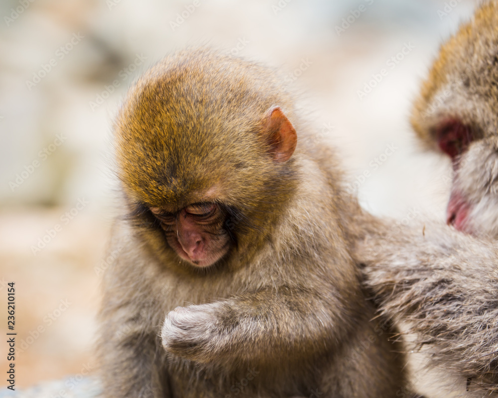 Fototapeta premium baby snow monkey face looking down