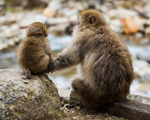Baby snow monkey and mother looking into distance © Andrew
