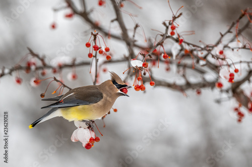 Cedar waxwing in a berry tree