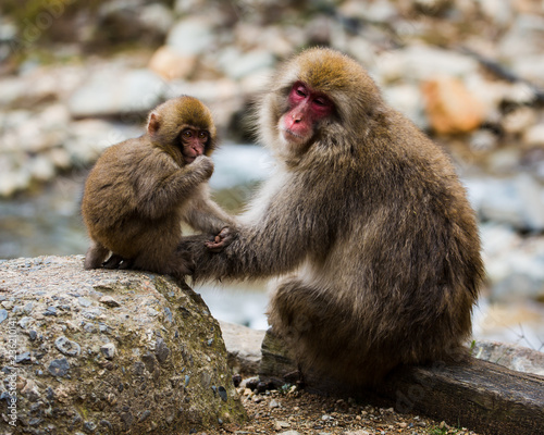 Baby snow monkey with mother