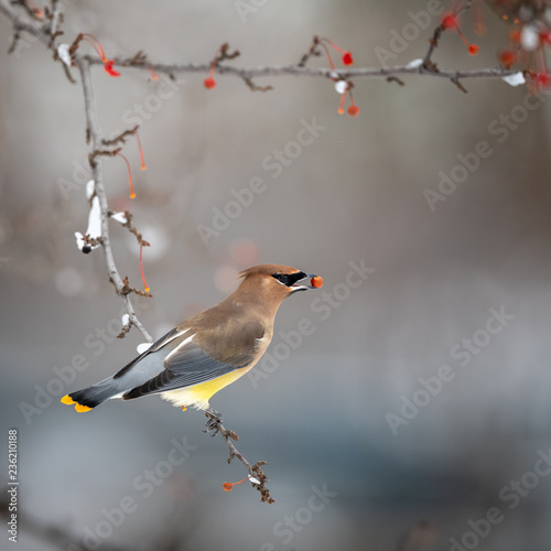 Cedar waxwing in a berry tree photo