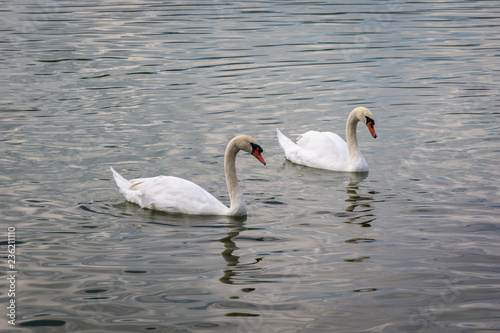 Swan couple in the lake.
