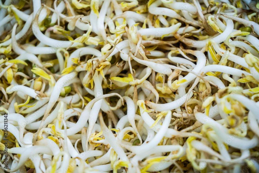 bean sprouts closed up with white and green color
